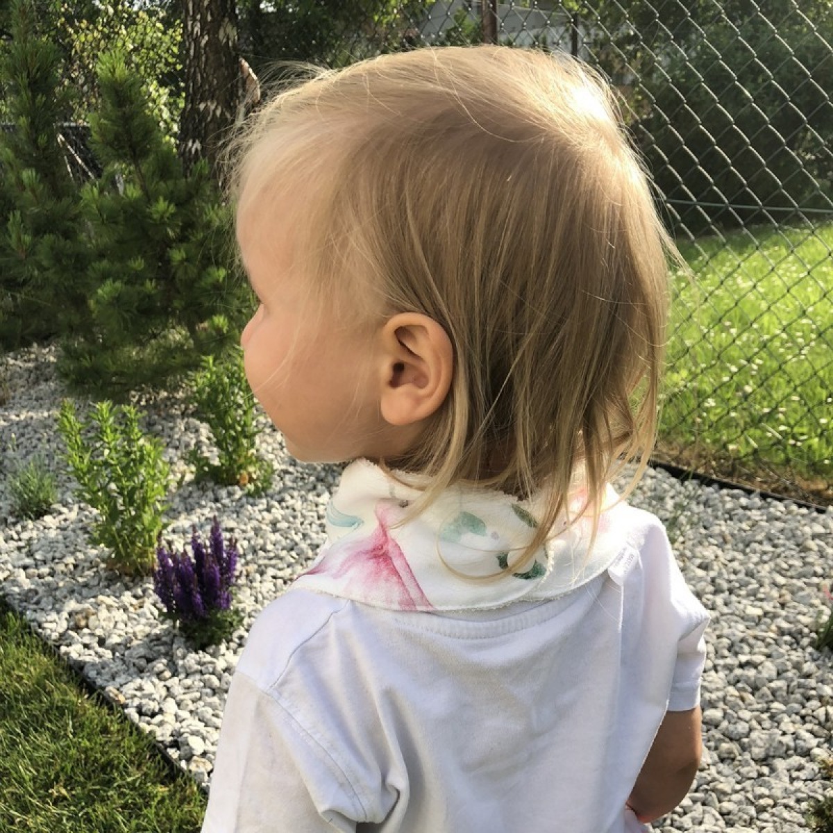 Bambus kaelarätt, paradise birds